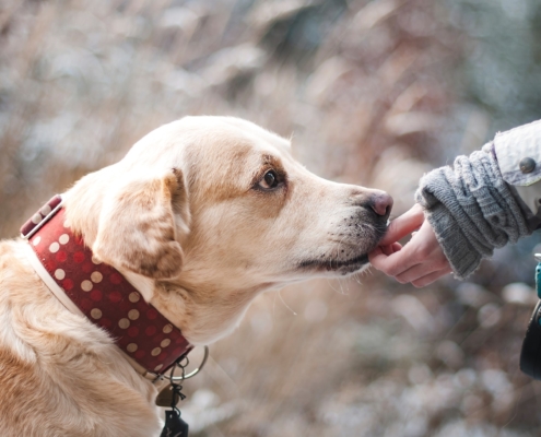 Liability Insurance for Dog Bite Claims Seattle, WA