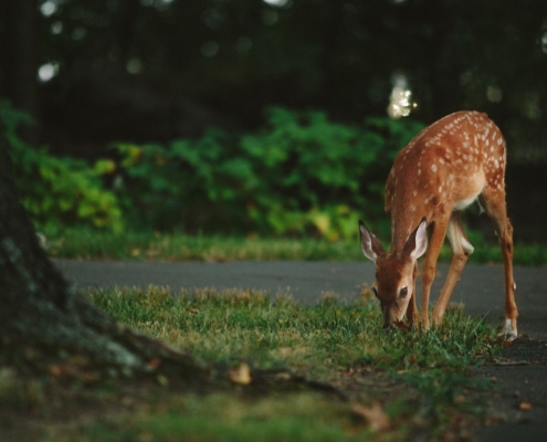 Auto Insurance Agent Seattle, WA