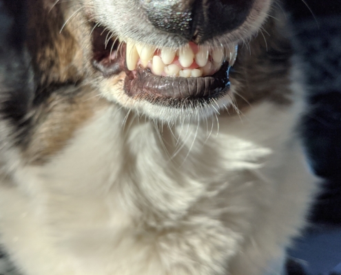 Liability Insurance Seattle, WA